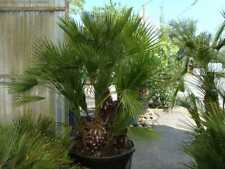 Chamaerops humilis palmier d'occasion  Tergnier