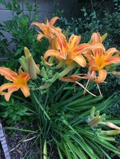 Day lilly tubes for sale  Mount Holly Springs