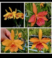 Cattleya copper queen for sale  NOTTINGHAM