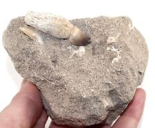 Globidens mosasaur fossil for sale  BECCLES