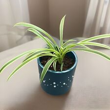 Spider plant variegated for sale  HARPENDEN