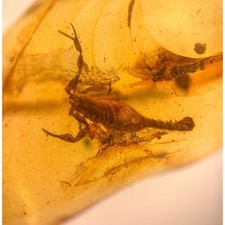 Stunning scorpion burmese for sale  GILLINGHAM