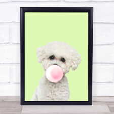 Bichon frise colour for sale  UK