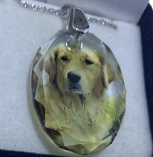 Golden labrador dog d'occasion  Expédié en Belgium