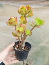 Crassula ovata albero usato  Villaspeciosa