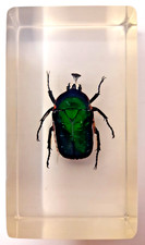 Emerald beetle real for sale  EASTLEIGH
