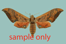 Sphingidae orecta lycidas for sale  Shipping to United Kingdom