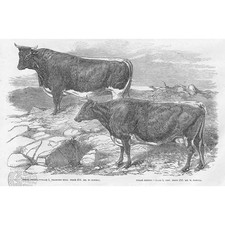 Cattle prize welsh for sale  GLASGOW