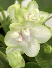 African violet plant. for sale  Summerville