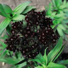 Thompson morgan dianthus for sale  IPSWICH