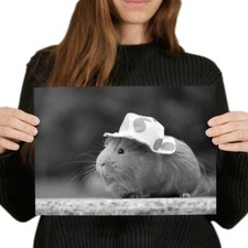 Sweet guinea pig for sale  SELBY
