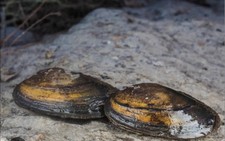 Anodonta cygnea filtro usato  Gradisca d'Isonzo