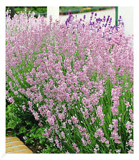 Duft lavendel rosa gebraucht kaufen  Bensheim