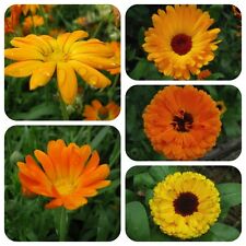 Ringelblume calendula fficinal gebraucht kaufen  Bayreuth