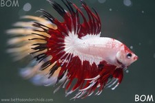 betta fishes for sale betta fishes for sale Miami