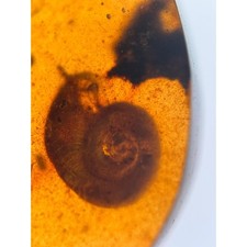 CARACOL e besouro em fóssil âmbar birmanês/birmita/âmbar 100% genuíno comprar usado  Enviando para Brazil