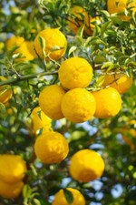Mittelmeermandarine citrus jun gebraucht kaufen  Dortmund