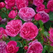 Baronesse rosa short for sale  Beaverton