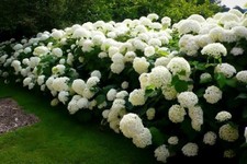 Hydrangea arborecens anabelle for sale  Milton Freewater