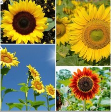 Sunflower plug plants. for sale  BARNSTAPLE