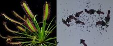 Semi drosera capensis usato  Grumo Appula