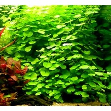 Hydrocotyle leucocephala tropi for sale  STEVENAGE
