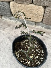 Operculicarya decaryi madagasc for sale  San Diego