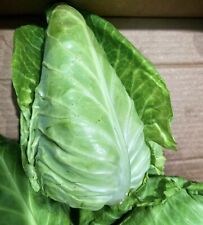 Green cabbage wheelers for sale  DEWSBURY