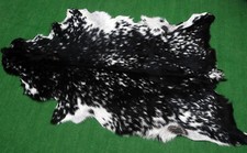 Goat western taxidermy for sale  Taylor