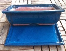 Erhaltene blaue bonsai gebraucht kaufen  Gießen