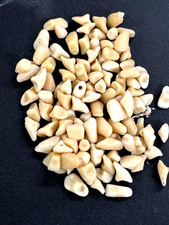 100 loose teeth for sale  Santa Clara