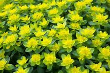 Euphorbia polychroma 9cm for sale  CRANBROOK