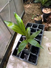 areca palms for sale areca palms for sale Port Saint Lucie