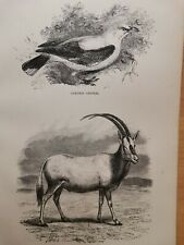 1860 riole riginal gebraucht kaufen  Bad Nauheim