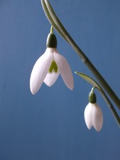 snowdrop for sale snowdrop for sale  IPSWICH