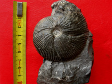 Ammonite bathonien morphoceras d'occasion  La Chapelle-Saint-Luc