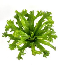 nest fern birds for sale nest fern birds for sale Castaic