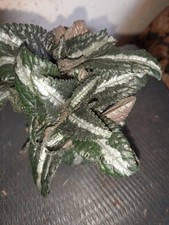 Rare pilea norfolk for sale  SWINDON
