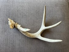 Vintage deer antler for sale  Simi Valley
