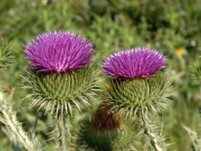 Onopordon acanthium seeds. for sale  WELSHPOOL