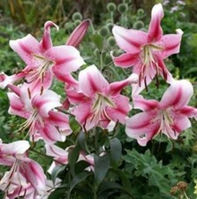 Anastasia tree lily for sale  Hayden
