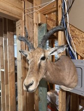 African impala taxidermy for sale  Cumming