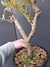 Chunky wisteria air for sale  LIVERPOOL
