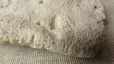 Fossil coral for sale  SOUTHAMPTON