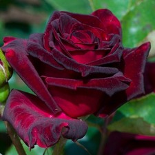 Black baccara hybrid for sale  NEWTOWNARDS