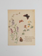 Wildflowers butterflies vintag for sale  BIRKENHEAD