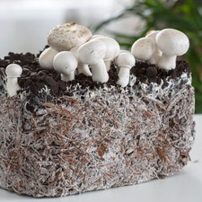 White button mushroom for sale  Mc Connell