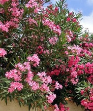 Leander stecklinge rot gebraucht kaufen Leander stecklinge rot gebraucht kaufen  Kaiserslautern