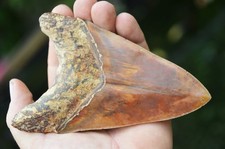 Beautiful 5.6 megalodon for sale  UK