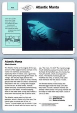 Atlantic manta 75.14 for sale Atlantic manta 75.14 for sale  SLEAFORD